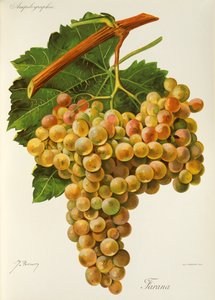 Farana-Traube von Jules Troncy
