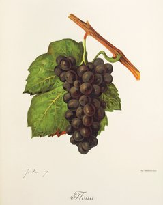 Flona Traube von Jules Troncy