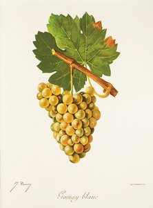 Gamay Blanc-Traube von Jules Troncy