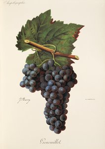 Genouillet Traube von J. Troncy von Jules Troncy