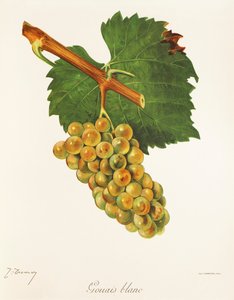Gouais Blanc-Traube von Jules Troncy