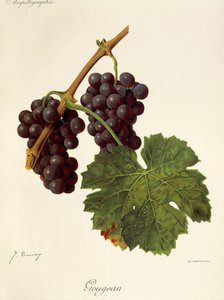 Gougean Traube von Jules Troncy