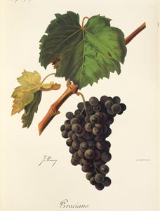 Graciano-Traube von J. Troncy von Jules Troncy