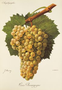 Gros Bourgogne-Traube