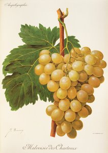 Malvoisie des Chartreux-Traube von Jules Troncy