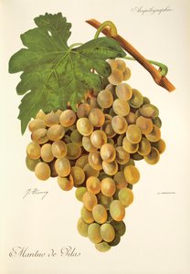 Mantuo-de-Pilas-Traube von Jules Troncy