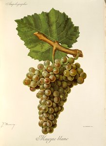 Mauzac Blanc-Traube von Jules Troncy