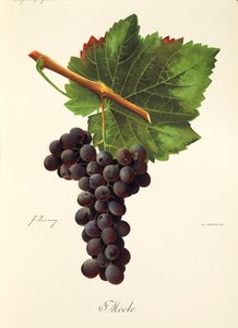 Mecle-Traube von J. Troncy von Jules Troncy