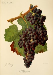 Merlot Traube von J. Troncy