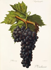 Mieluccio Traube