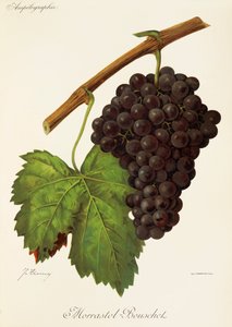 Morrastel-Bouschet-Traube von J. Troncy von Jules Troncy