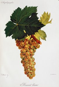 Moscato weiße Trauben aus Ampelographie, Traité général de viticulture, Bd. III, von Pierre Viala und Victor Vermorel, Paris von Jules Troncy