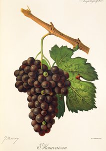 Mourvaison-Traube von Jules Troncy
