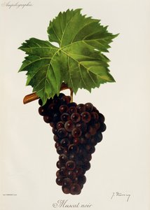 Muscat Noir-Traube von Jules Troncy
