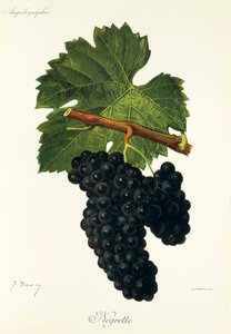 Negrette-Traube von Jules Troncy
