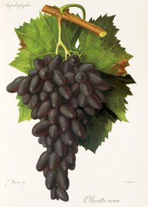 Olivette Noire-Traube