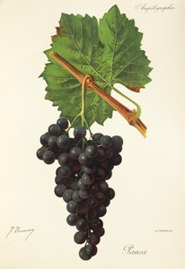 Panea-Traube