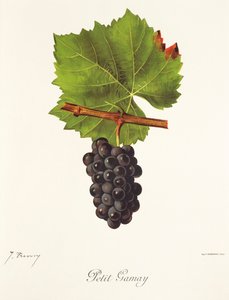 Petit Gamay Traube von J. Troncy