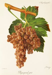 Piquepoul Gris-Traube von Jules Troncy