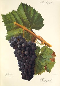 Pougnel-Traube von Jules Troncy