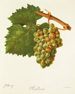 Präsident-Traube von Jules Troncy
