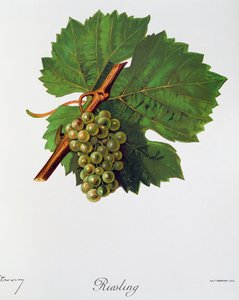 Riesling-Trauben aus Ampelographie, Traité général de viticulture, Bd. II, von Pierre Viala und Victor Vermorel, Paris von Jules Troncy