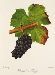 Rouge de Bouze Traube von Jules Troncy