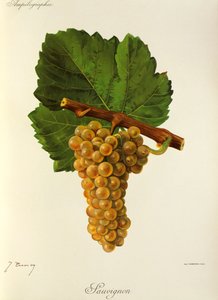Sauvignon Traube von J. Troncy von Jules Troncy