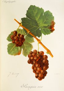 Savagnin Rose-Traube von Jules Troncy