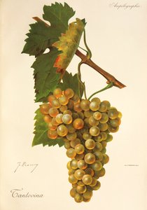 Tantovina Traube von Jules Troncy