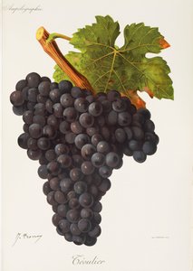 Teoulier-Traube von Jules Troncy