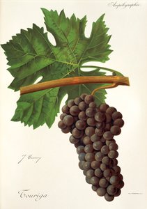 Touriga-Traube von Jules Troncy