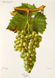 Verjus-Traube von Jules Troncy