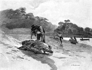 Schildkrötenfang