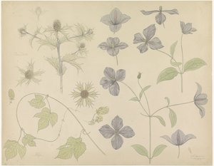 Studienblatt mit Meeresdistel, Hopfen und Clematis