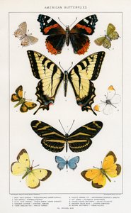 Amerikanische Schmetterlinge von Julius Bien