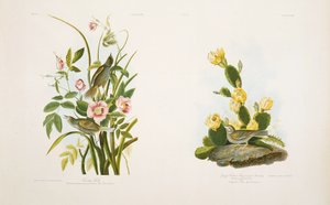 Küstenfink/Grasfink oder Buchtflügelammer, nach J.J. Audubons 