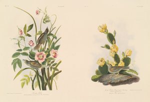 Küstenfink; und Grafs Fink oder Bay-Winged Ammer von Julius Bien after John James Audubon