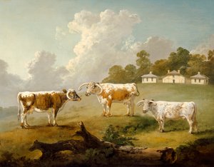 Drei Langhornrinder in Kenwood, 1797 von Julius Caesar Ibbetson