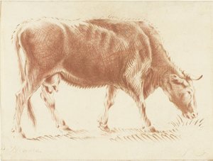 Weidende Kuh