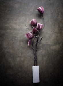 Stimmungsvolle Lila Tulpen von Kahar Lagaa