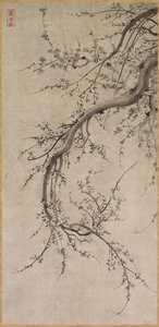 Prunus, 17. Jahrhundert