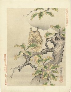 Eule auf Ast (Serientitel: Blumen- und Vogelskizzen von Kano Tsunenobu) von Kano Tsunenobu