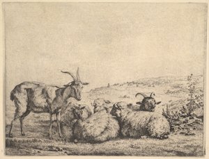 Zwei Ziegen und drei Schafe, 1655 von Karel Du Jardin