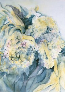 Hortensie Particulata von Karen Armitage