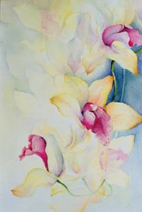 Orchidee, Cymbidium, Prinz Charles von Karen Armitage