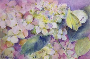 Helle Gelbling, Colias Hyale auf Hortensie von Karen Armitage