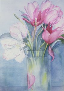 Rosa Papageientulpen und Marlette