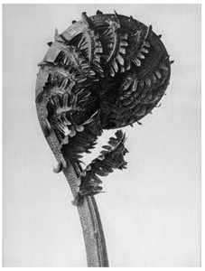 Urformen der Kunst von Karl Blossfeldt