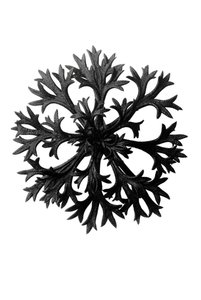 Urformen der Kunst von Karl Blossfeldt